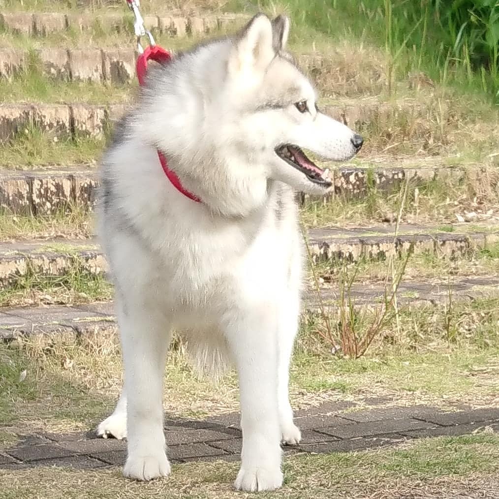 長距離移動