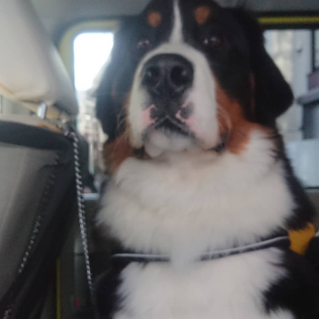 シニア犬送迎