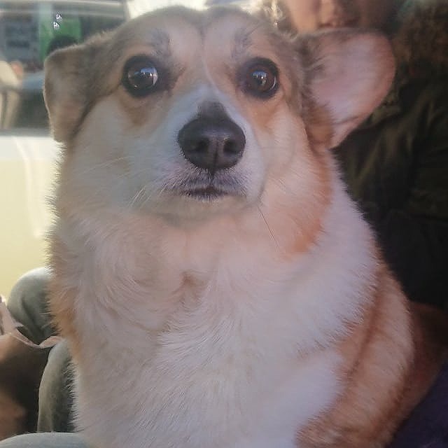 大型犬送迎