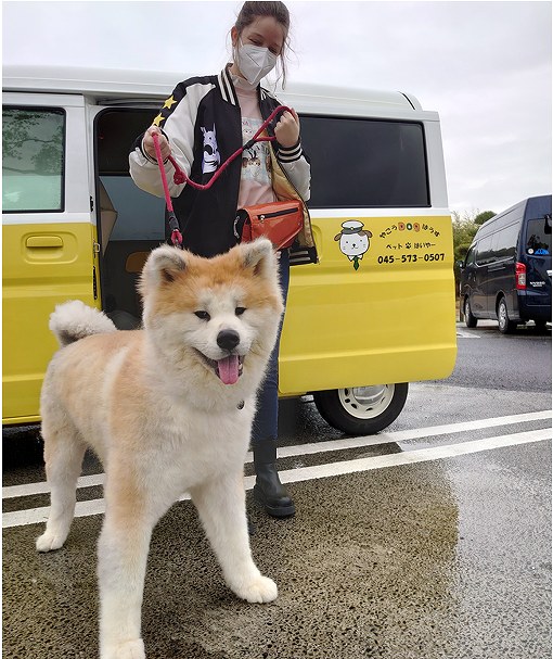 大型犬の送迎