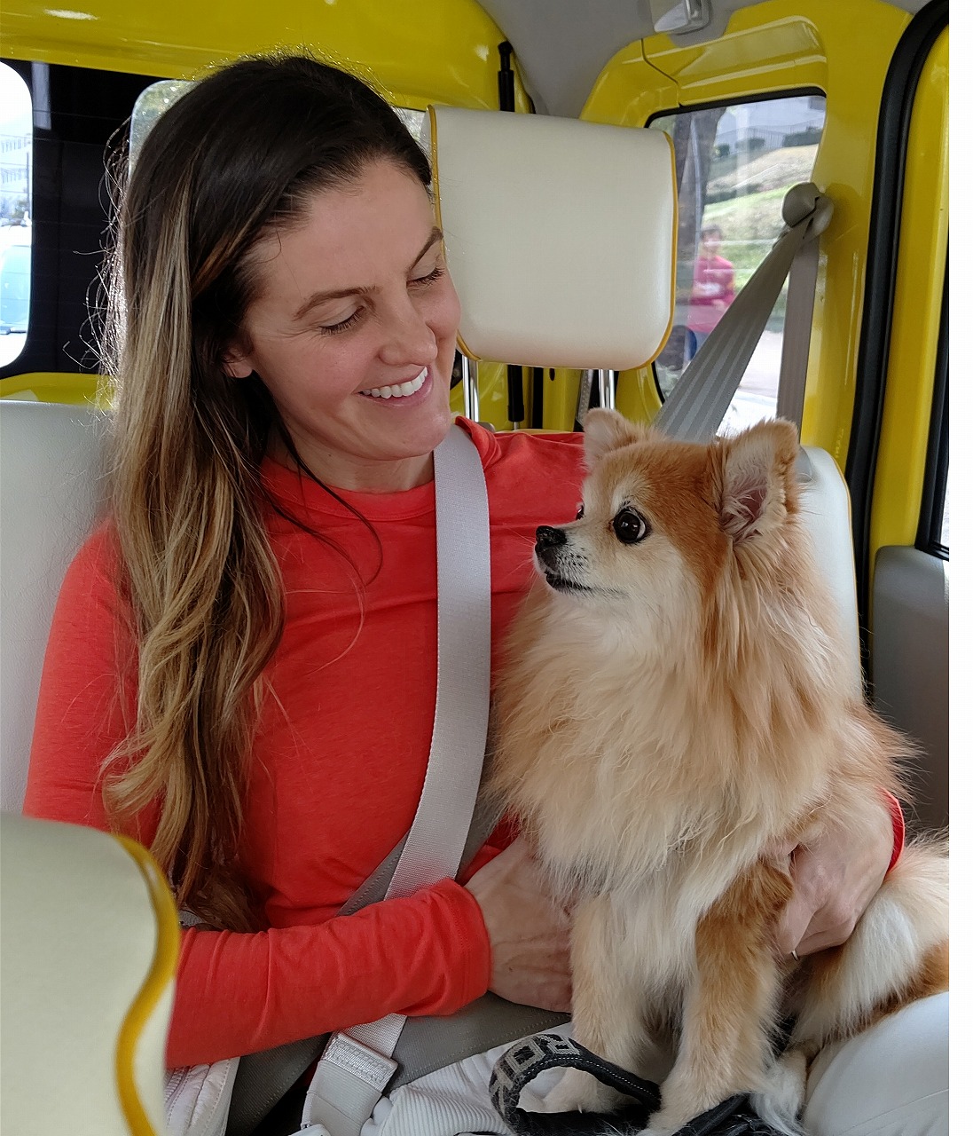 柴犬の送迎