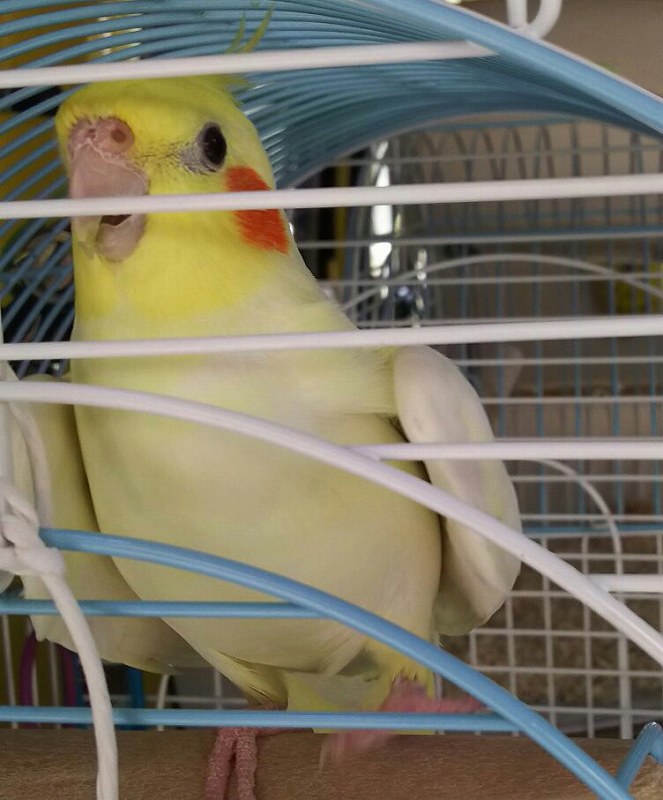 小鳥の送迎