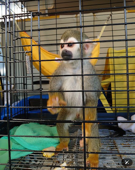 小動物の送迎