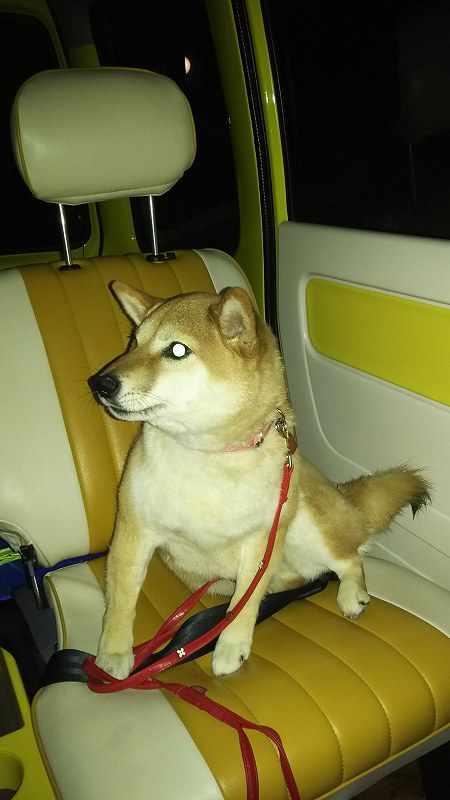柴犬の送迎